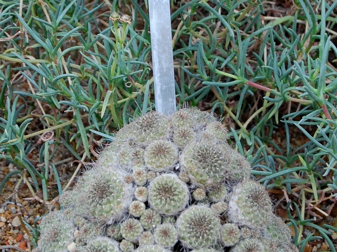 Sulcorebutia steinbachii v  gracilior