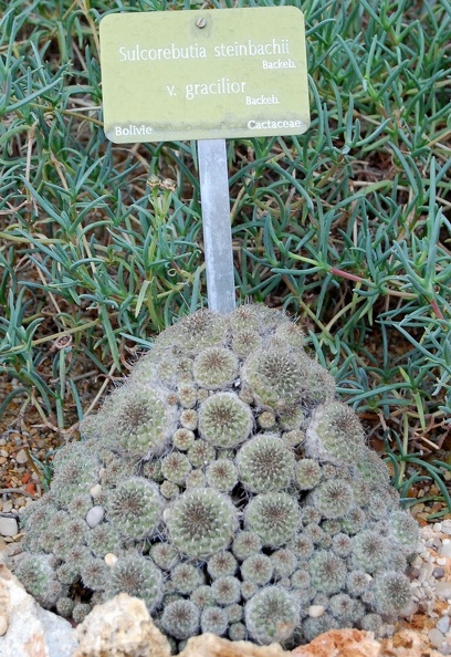 Sulcorebutia_steinbachii_v__gracilior.jpg