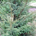 Taxus baccata