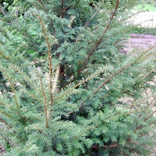 Taxus baccata