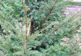 Taxus baccata