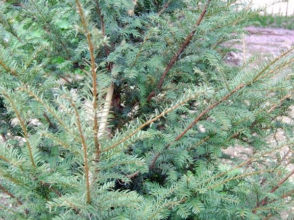Taxus baccata