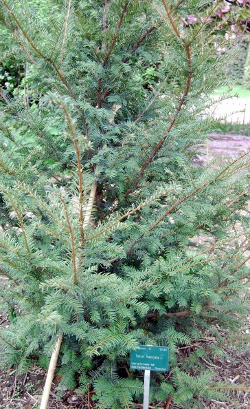 Taxus_baccata.jpg