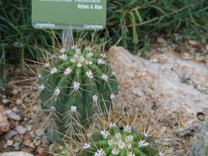 Trichocereus candicans