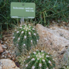 Trichocereus candicans