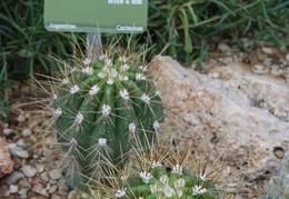 Trichocereus candicans