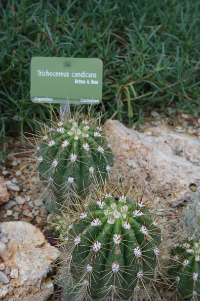 Trichocereus_candicans.JPG