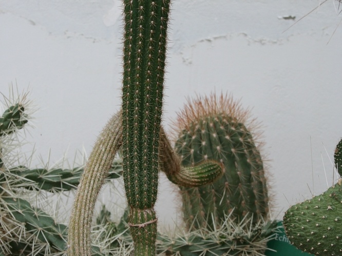 Trichocereus chilensis
