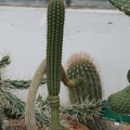 Trichocereus chilensis