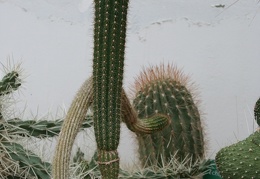 Trichocereus chilensis