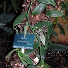 Vanilla pompona