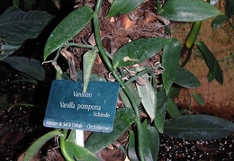 Vanilla pompona