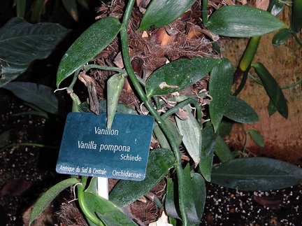 Vanilla pompona