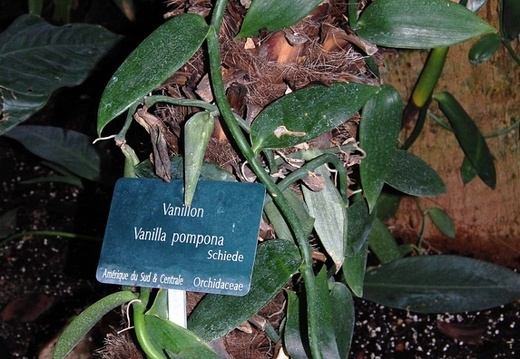 Vanilla pompona