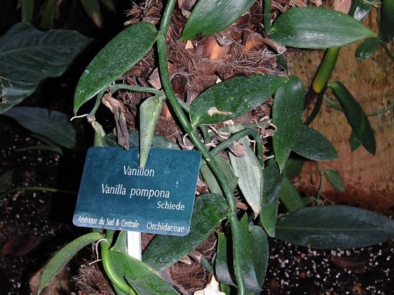 Vanilla pompona