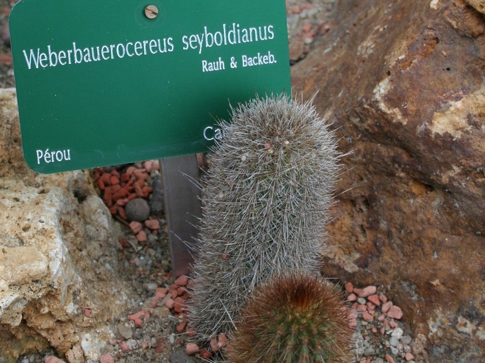 Weberbauerocereus seyboldianus