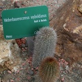 Weberbauerocereus seyboldianus