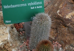 Weberbauerocereus seyboldianus