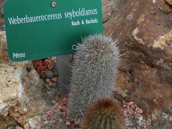 Weberbauerocereus seyboldianus