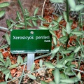 Xerosicyos perrieri