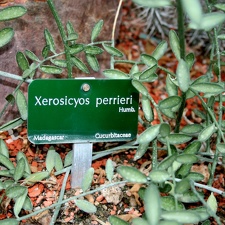 Xerosicyos perrieri