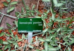 Xerosicyos perrieri