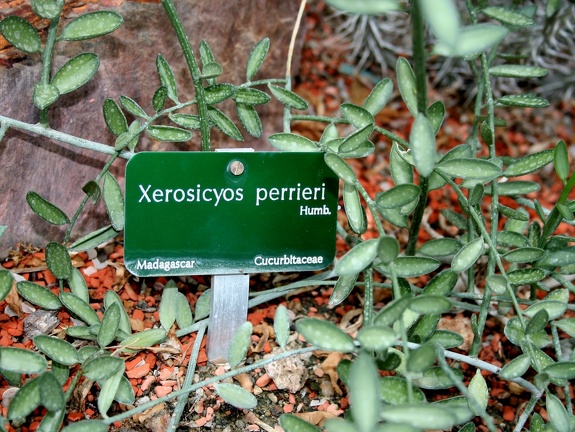 Xerosicyos perrieri