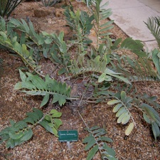 Zamia furfuracea