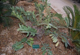 Zamia furfuracea