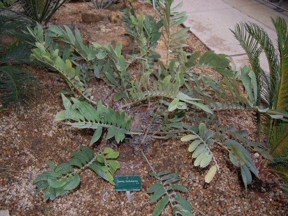 Zamia furfuracea