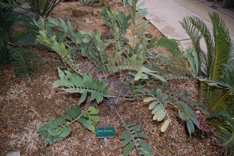 Zamia_furfuracea.jpg