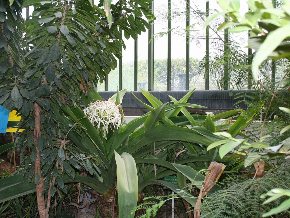  Crinum asiaticum
