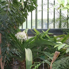  Crinum asiaticum