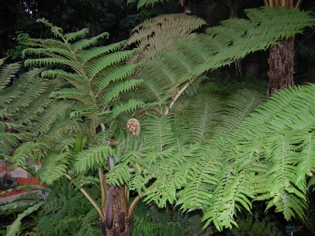     Athyrium