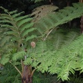     Athyrium