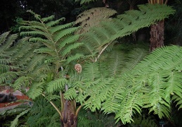     Athyrium