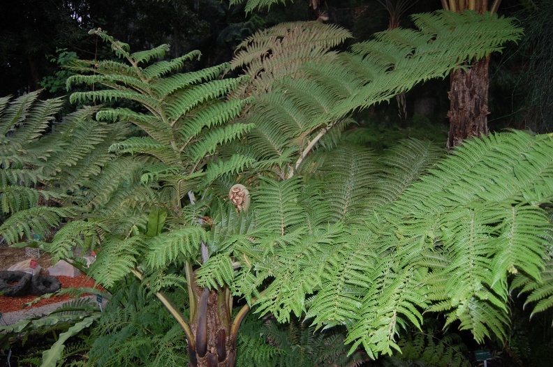 ____Athyrium.jpg