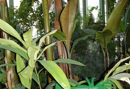      Musa x paradisiaca   Musa acuminata x Musa balbisiana