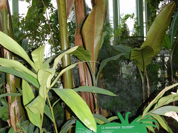      Musa x paradisiaca   Musa acuminata x Musa balbisiana