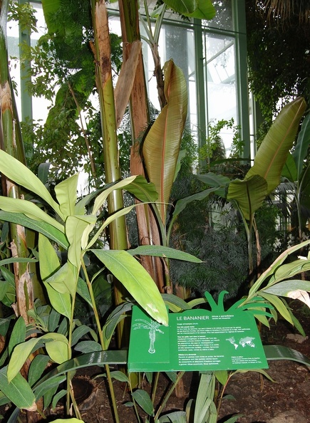 _____Musa_x_paradisiaca___Musa_acuminata_x_Musa_balbisiana.jpg