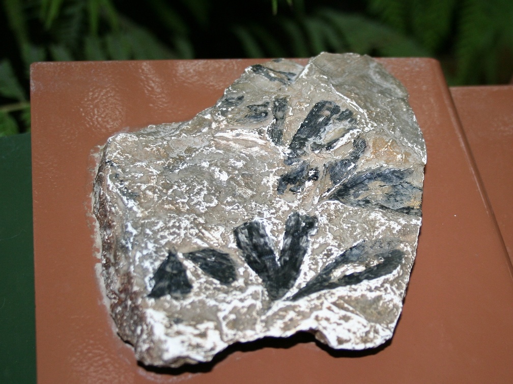       - Ginkgo digitata