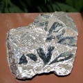       - Ginkgo digitata
