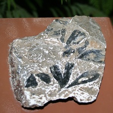       - Ginkgo digitata