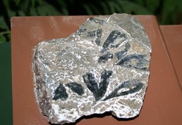       - Ginkgo digitata