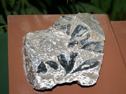       - Ginkgo digitata
