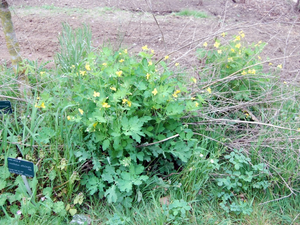   helidonium majus   