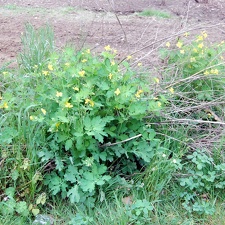   helidonium majus   
