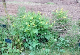   helidonium majus   