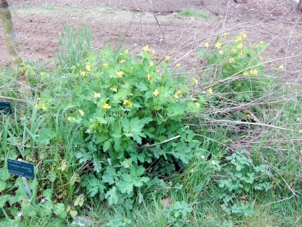   helidonium majus   