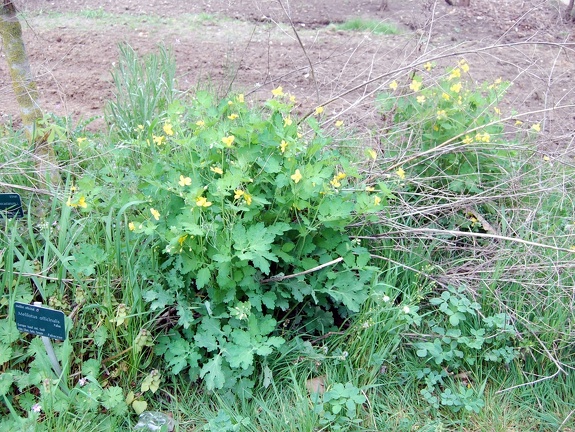   helidonium majus   